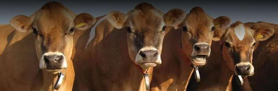 Jersey cows community heritage